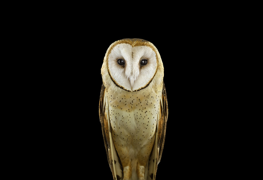 Brad Wilson - Affinity- Iconic Wildlife - Barn Owl #1 Chouette effraie St Louis MO 2012