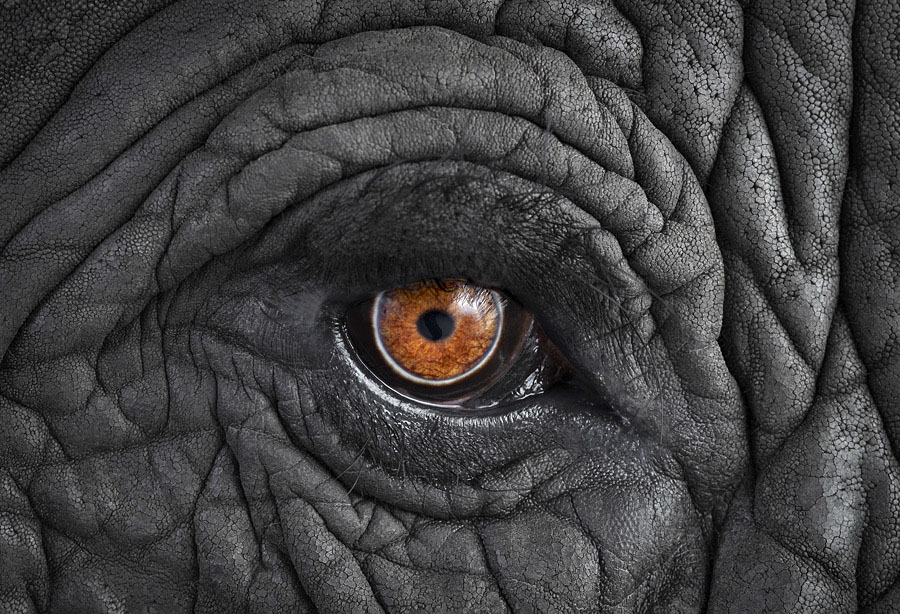 Brad Wilson - Affinity- Iconic Wildlife - African Elephant #11 Elephant d'Afrique Monterey CA 2014