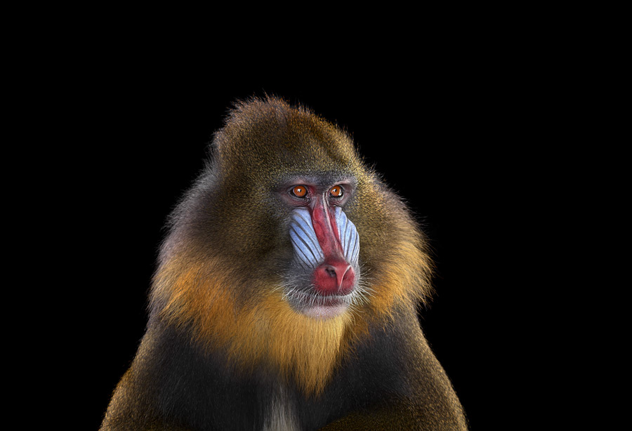 Brad Wilson - Affinity- Iconic Wildlife - Mandrill #2 Los Angeles CA 2014