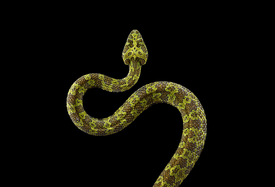 Brad Wilson - Affinity- Iconic Wildlife - Mangshan Pit Viper #1 Vipère Protobothrops mangshanensis Albuquerque NM 2013