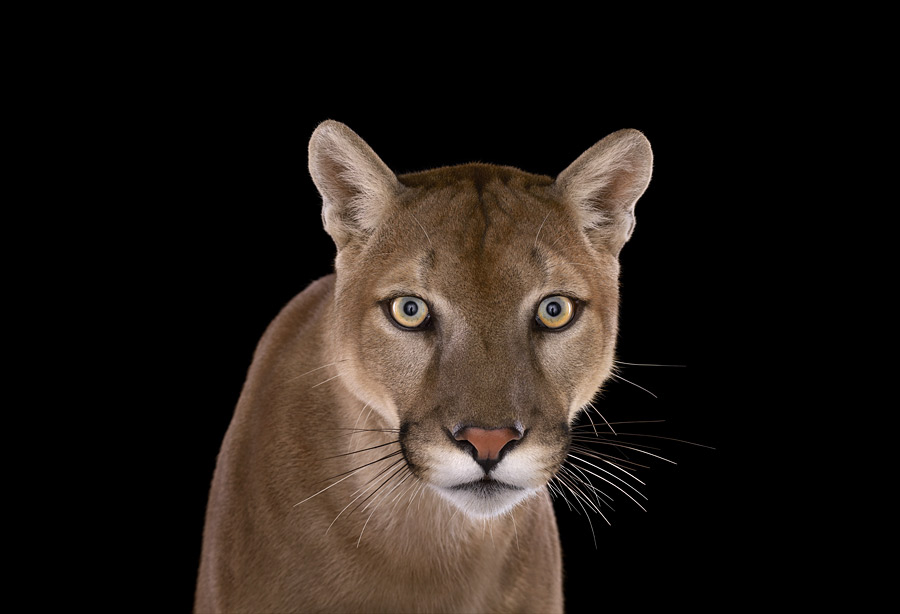 Brad Wilson - Affinity- Iconic Wildlife - Mountain Lion #1 Puma Los Angeles CA 2011. 