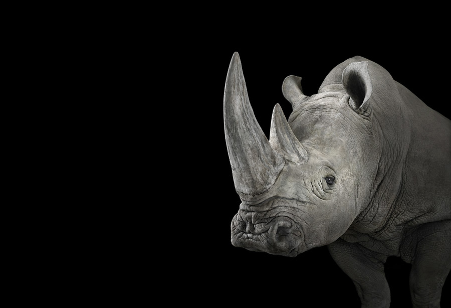 Brad Wilson - Affinity- Iconic Wildlife - Rhinoceros #1 Alburquerque NM 2013