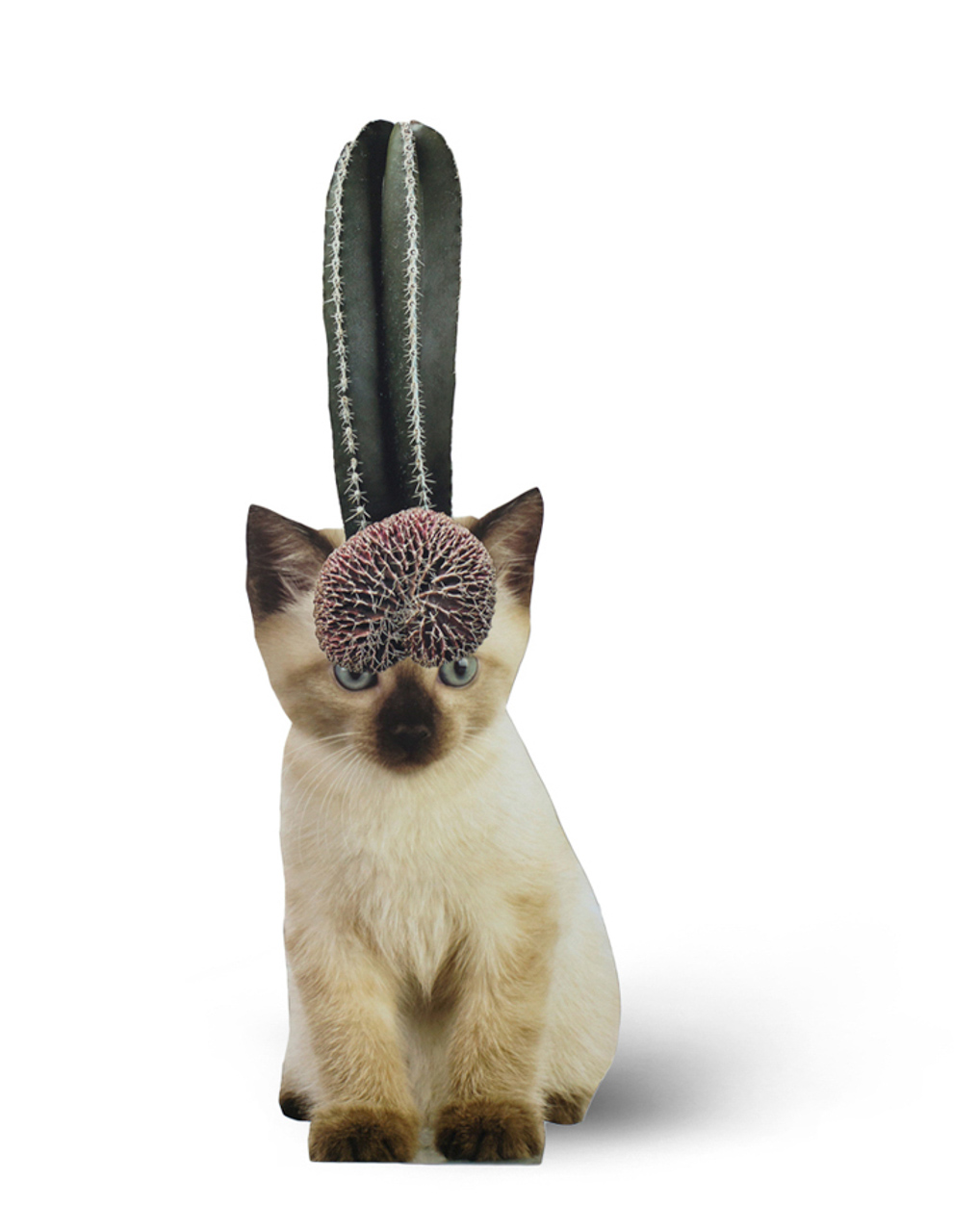 Photomontage - Stephen Eichhorn - Cats & Plants - Cactus Dick 2015