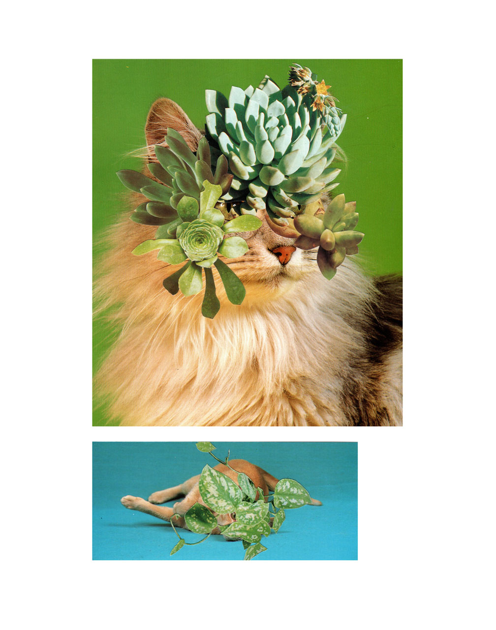 Photomontage - Stephen Eichhorn - Cats & Plants - Cat Sampler 2011