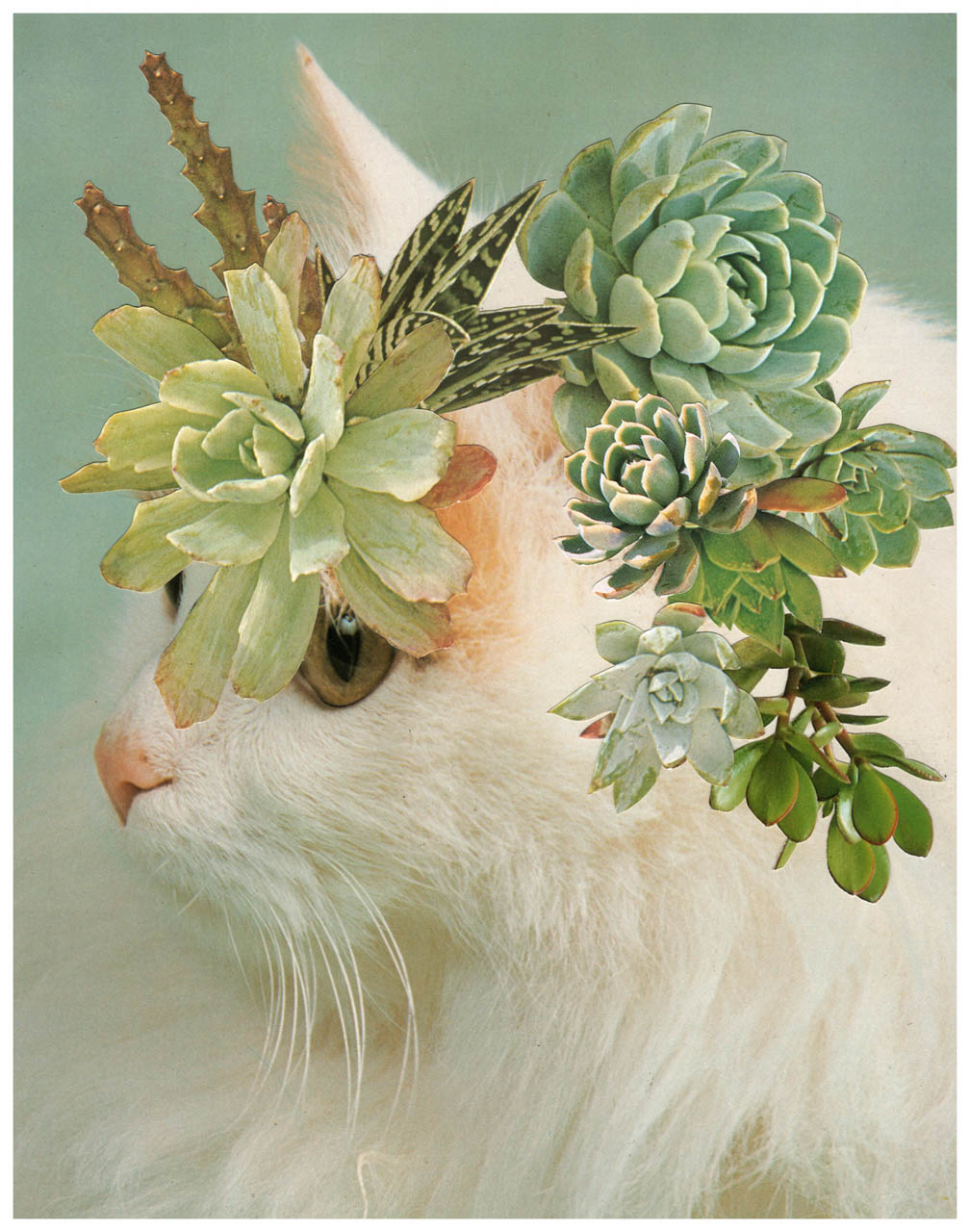 Photomontage - Stephen Eichhorn - Cats & Plants - Horns 2011