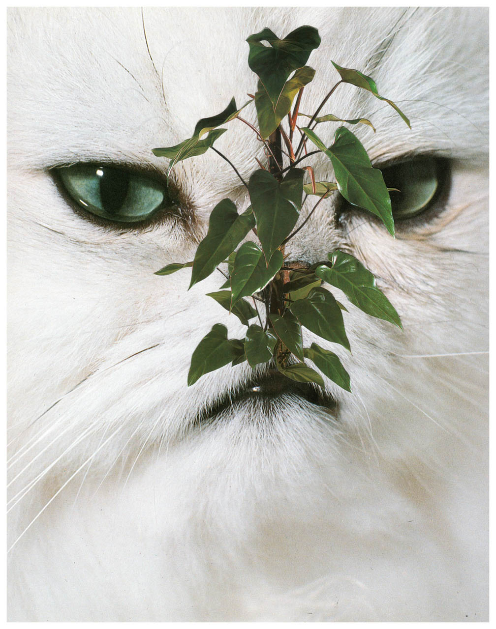 Photomontage - Stephen Eichhorn - Cats & Plants - House Plant, 2014, collage on archival paper