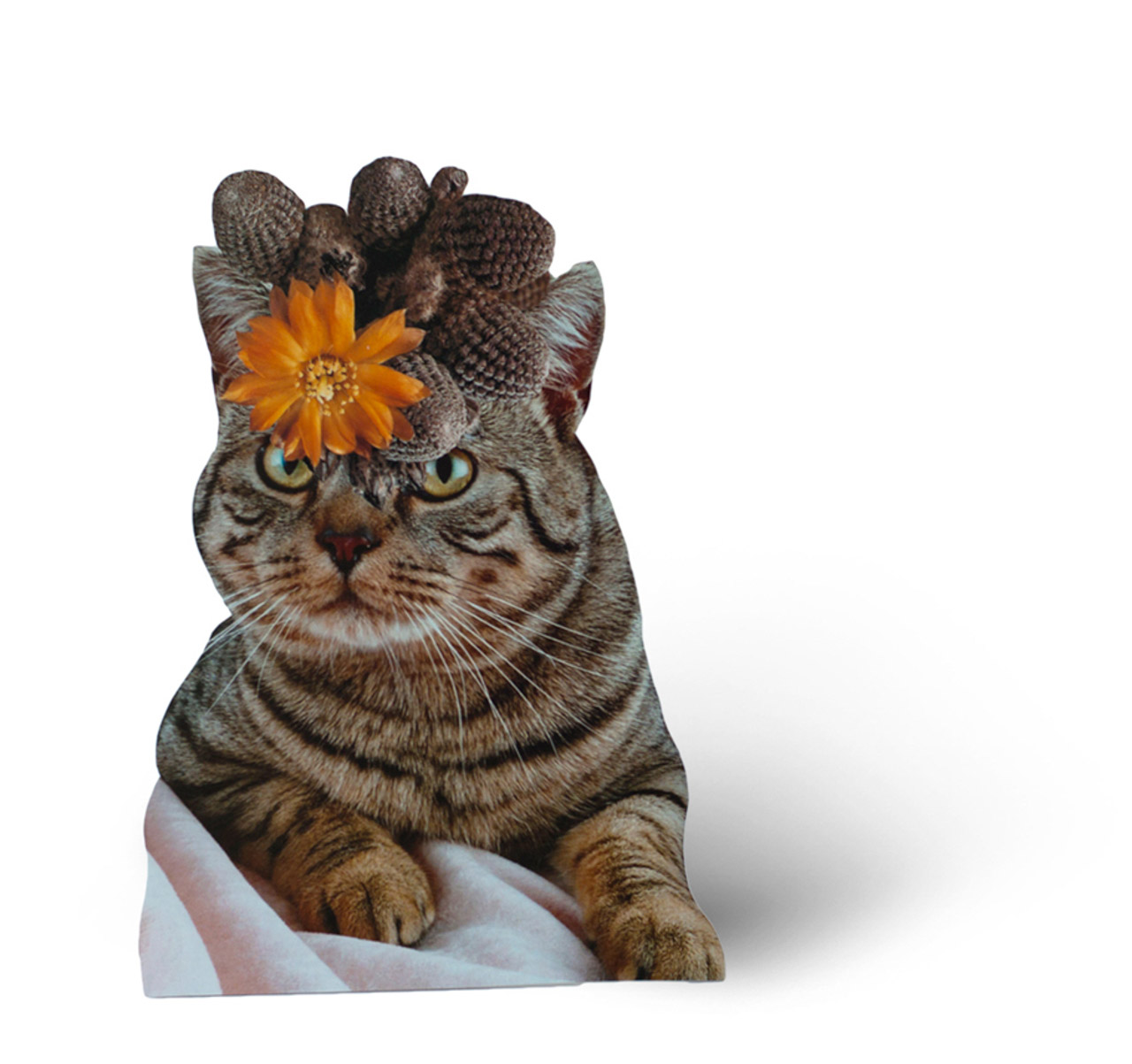 Photomontage - Stephen Eichhorn - Cats & Plants - Lounging Flower 2015