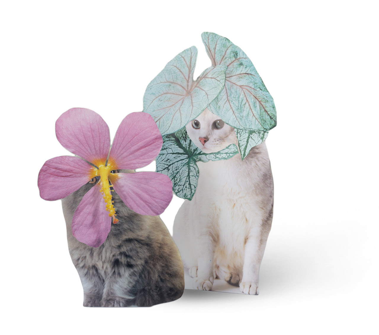 Photomontage - Stephen Eichhorn - Cats & Plants - Pink Flower (left), Houseplant (right) 2016