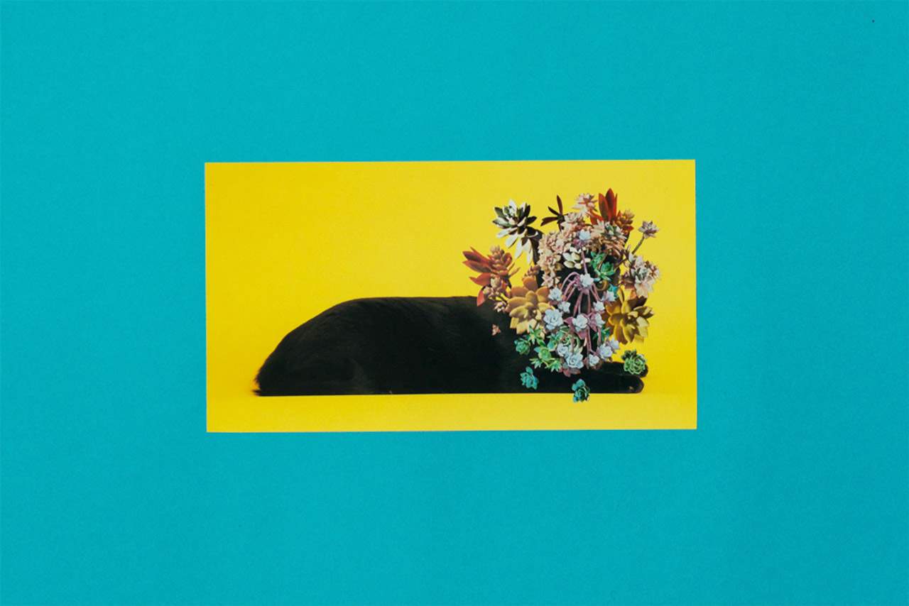 Photomontage - Stephen Eichhorn - Cats & Plants - Teal (Succulents) 2015