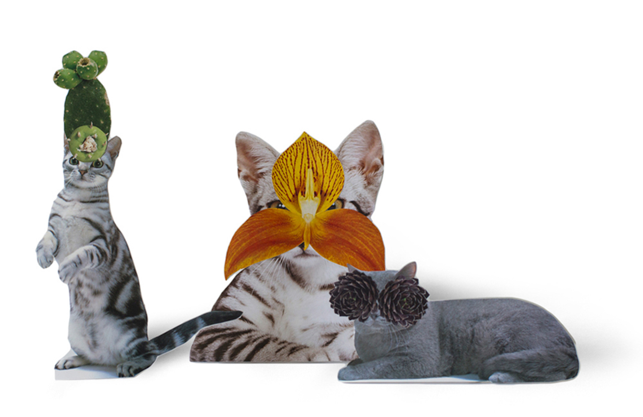 Photomontage - Stephen Eichhorn - Cats & Plants - Treats (left), Orchid (middle), Black Eyes (right) 2015 