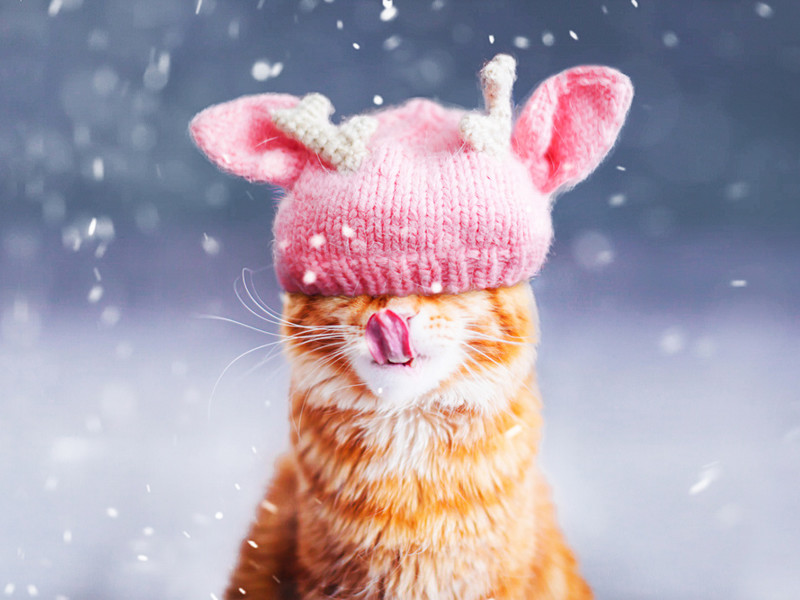 © Kristina Makeeva - Kotleta Cat