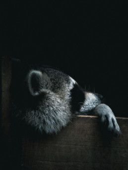 Alexis Rateau portraits animaliers