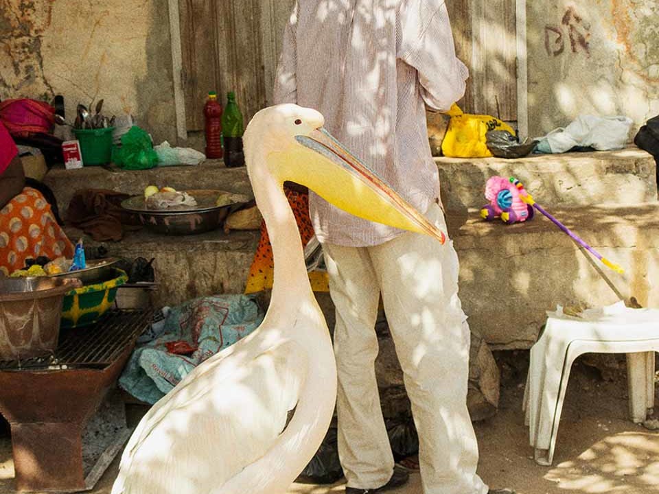 Homme avec un pélican au Sénégal par Jussi Puikkonen