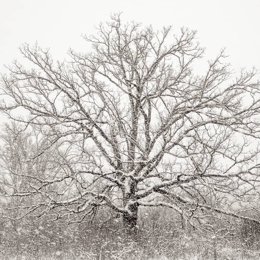 Chêne du Midwest américain sous la neige, paysage monochrome