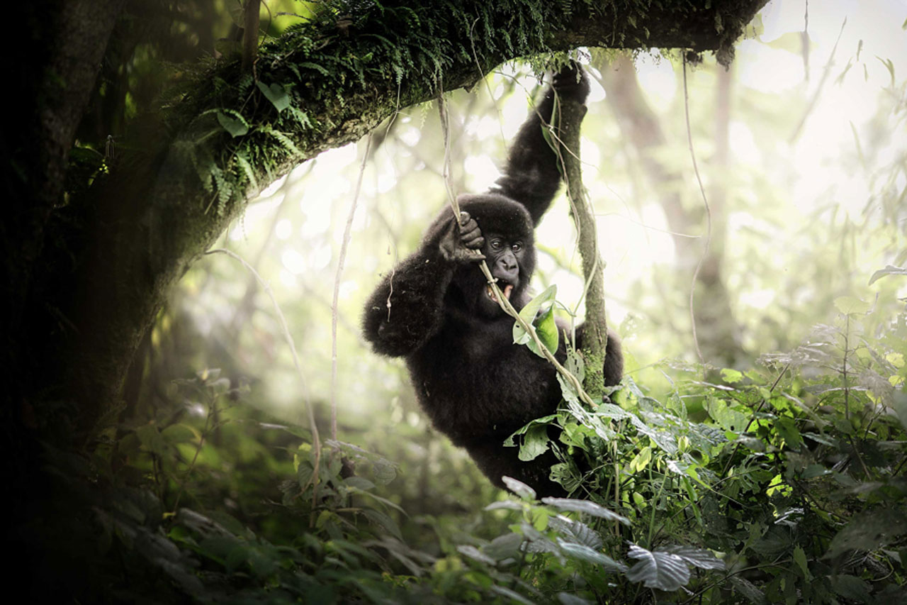 photographie de gorille au congo © Shannon Hinson-Witz