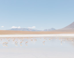 Flamants roses sur un lagon d'altitude en Bolovie