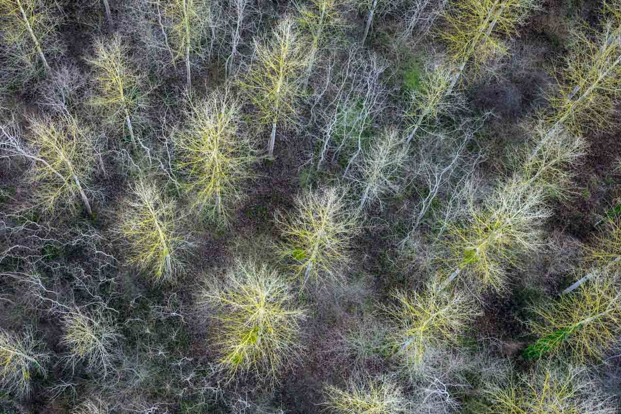 "Nos racines", une exposition plongeant au cœur du naturel