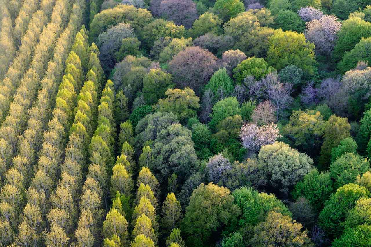 "Nos racines", une exposition plongeant au cœur du naturel