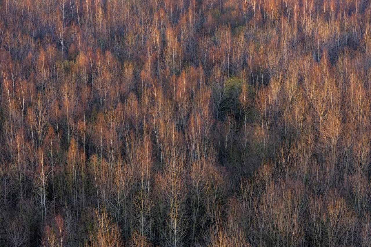 "Nos racines", une exposition plongeant au cœur du naturel