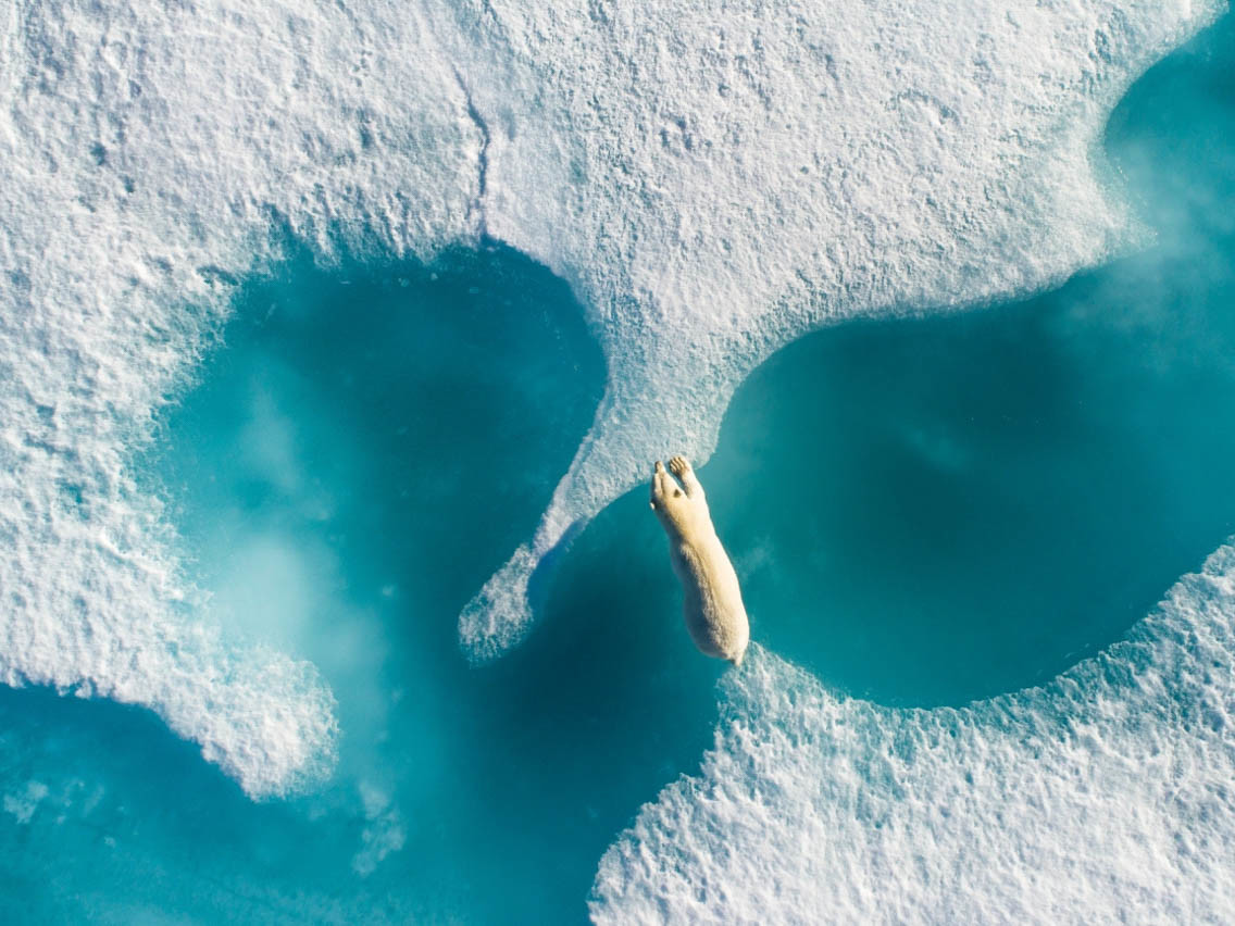Above the Polar Bear par Forian Ledoux, cliché désigné « Photo de l’année » par les Drone Awards 2018