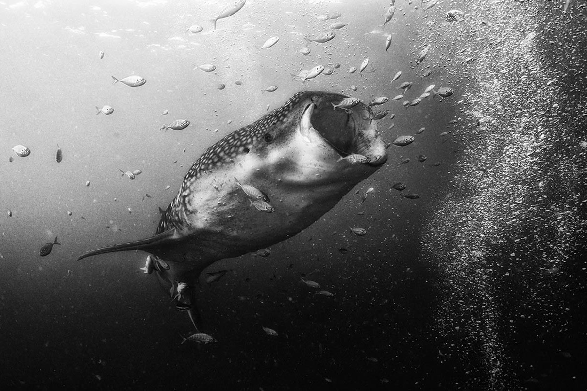 Underwater Realm © Anuar Patjane