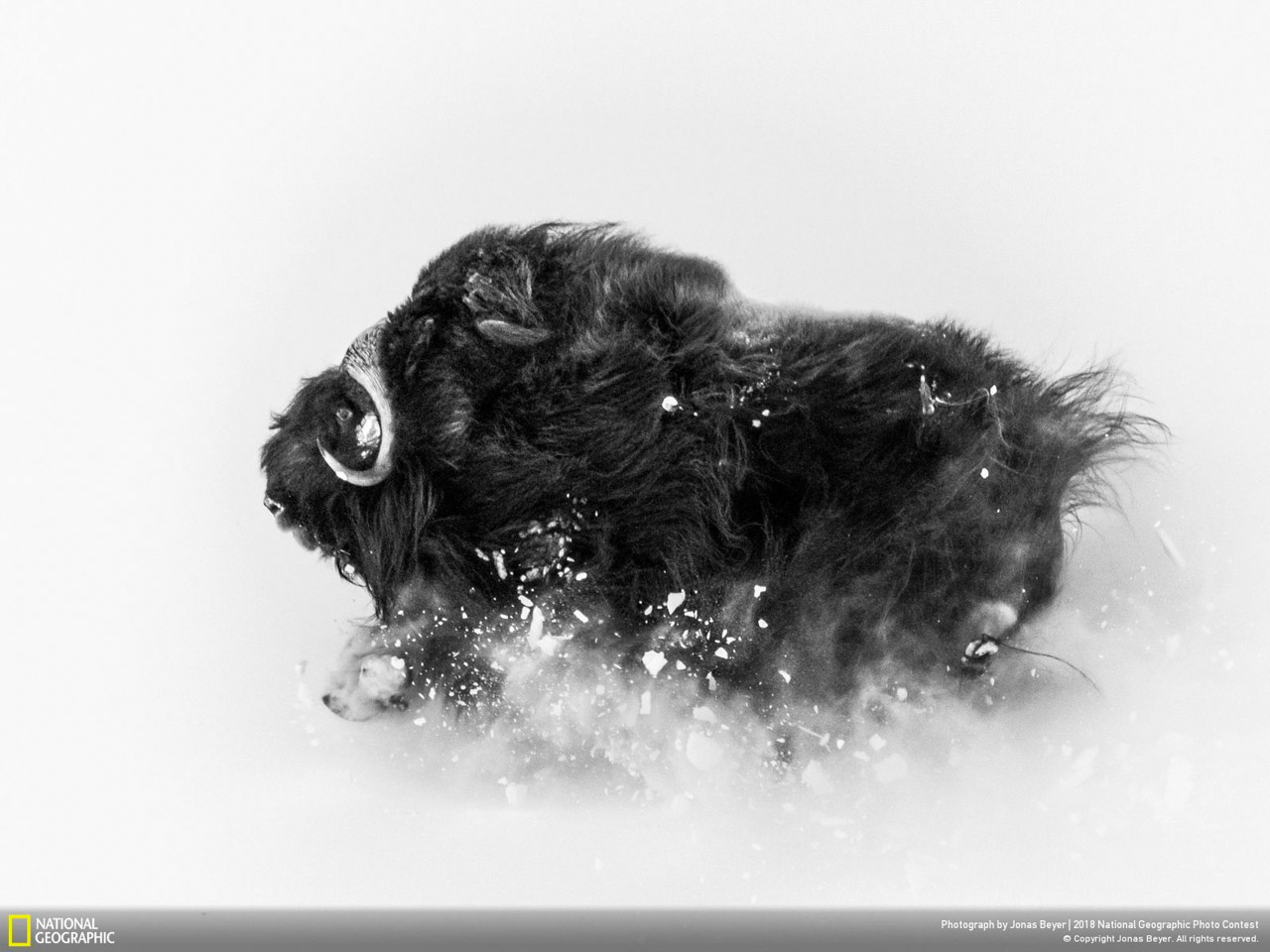 Second Prix Wildlife National Geographic Photo Contest, Deep Snow par Jonas Beyer