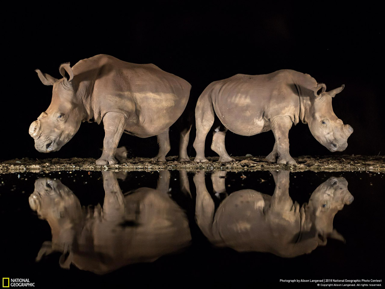 Troisième Prix Wildlife National Geographic Photo Contest, A New Look par Alison Langevad