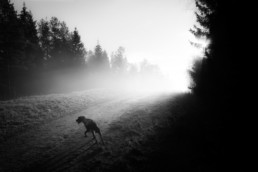 photo chien en lisière de foret en noir et blanc