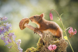 écureuil roux avec un champignon