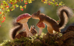 écureuil roux avec des champignons