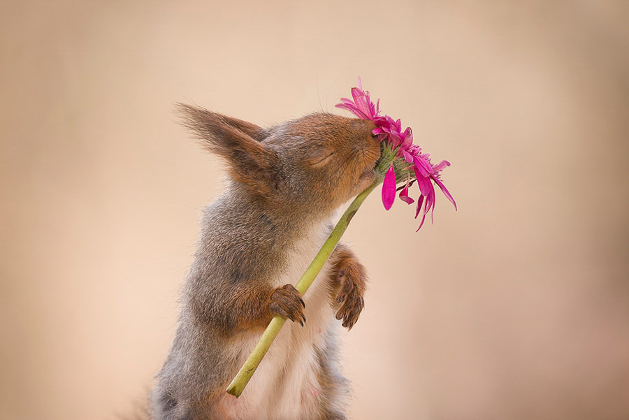 écureuil roux sentant une fleur