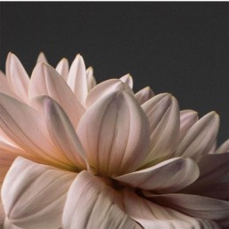 fleur de lotus composition minimaliste par Laurent Castellani