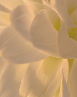 détail d'une fleur
