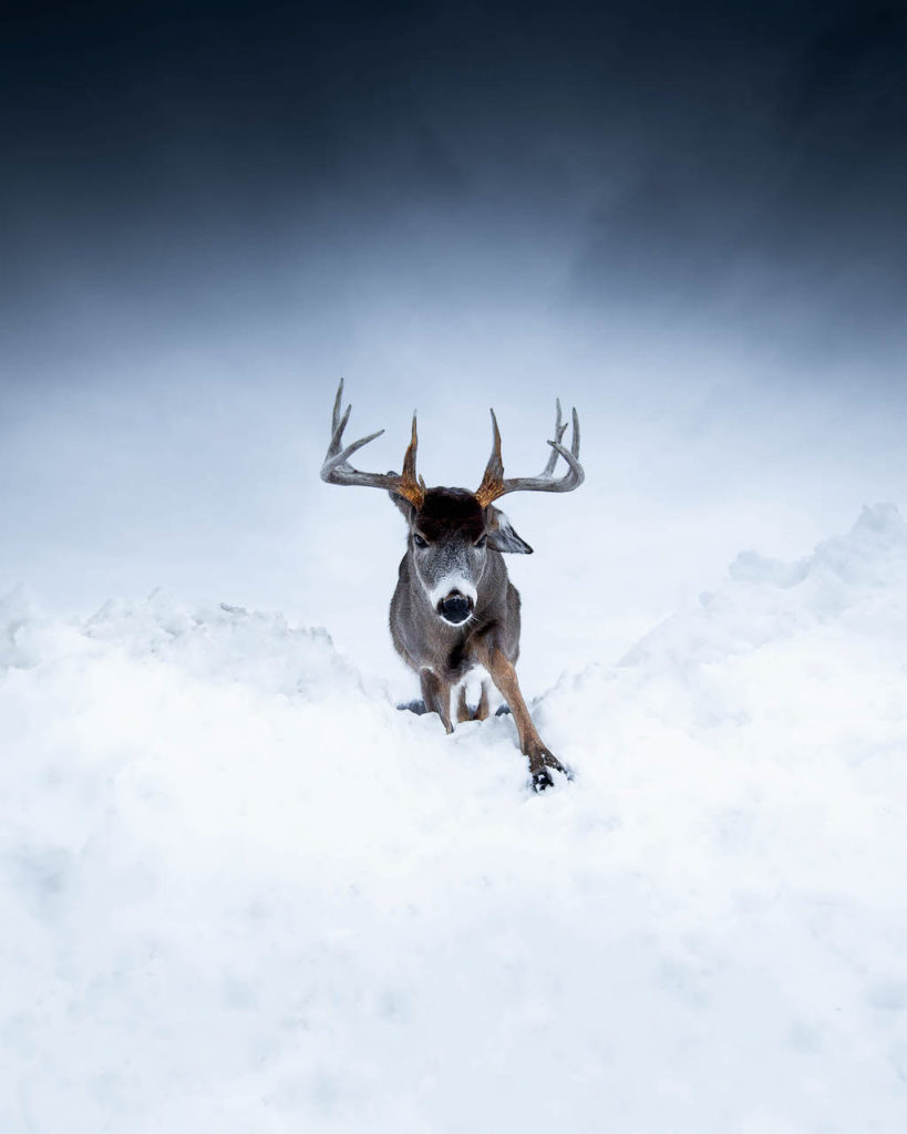 Cerf dans la neige Explographies © Alexis Pifou
