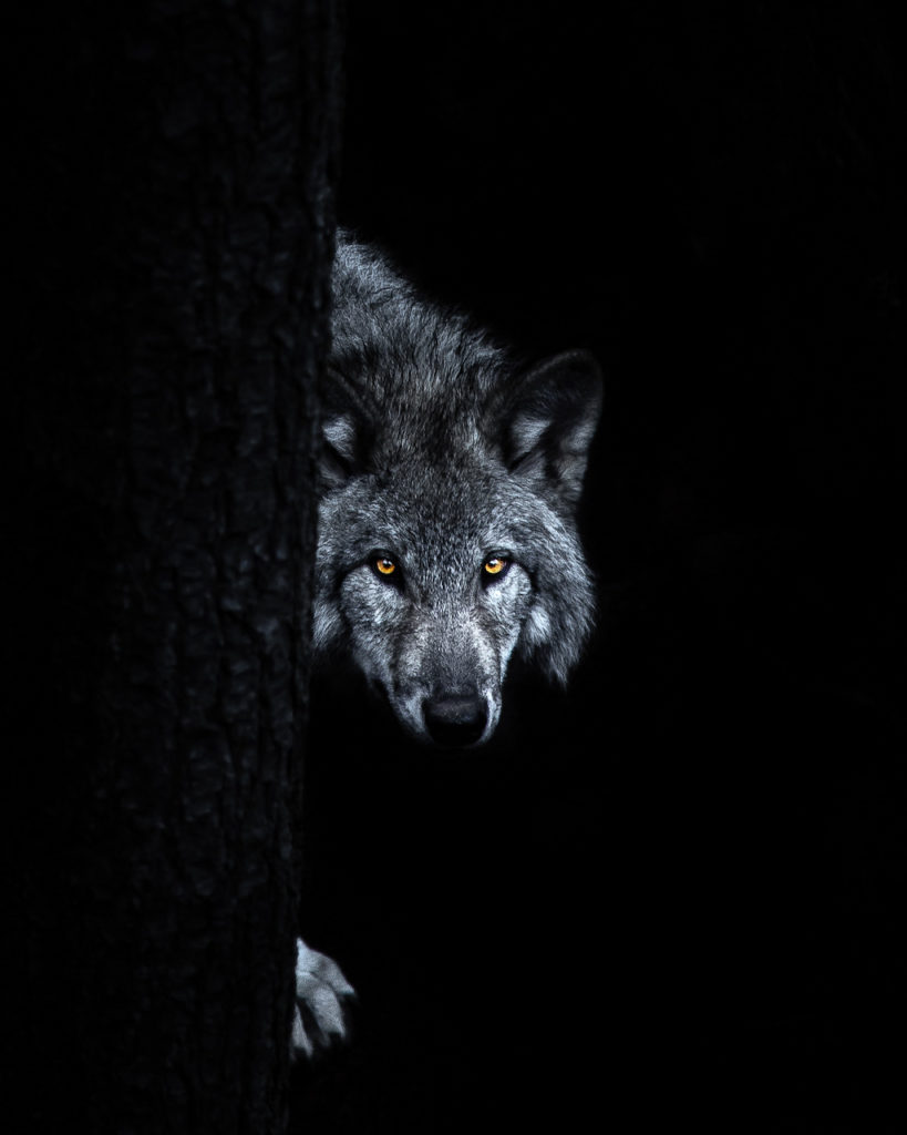 Loup dans la pénombre Explographies © Alexis Pifou