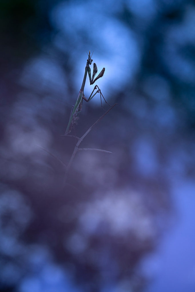 macrophotographie : Apparition © Andrieux Thibault