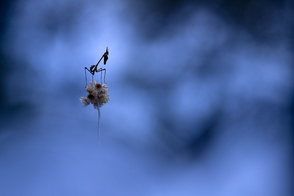 macrophotographie : Dans les limbes © Andrieux Thibault