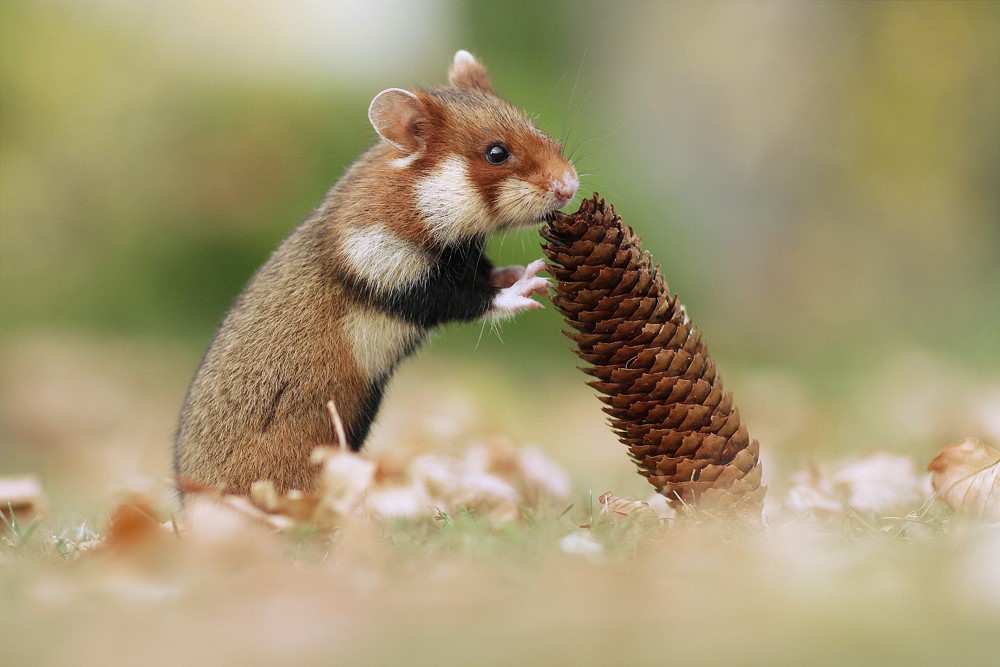 Photo d'un hamster sauvage par Julian Rad