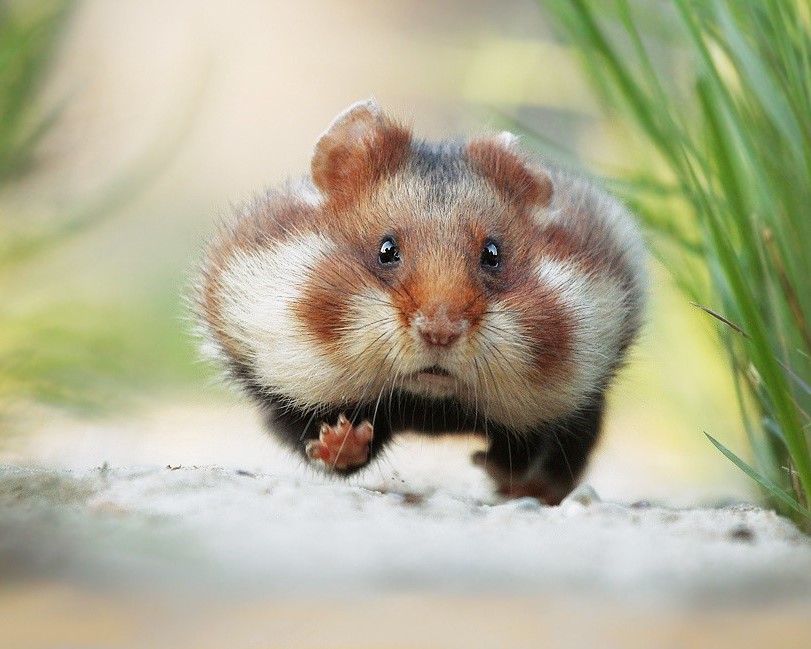 Photo d'un hamster sauvage par Julian Rad