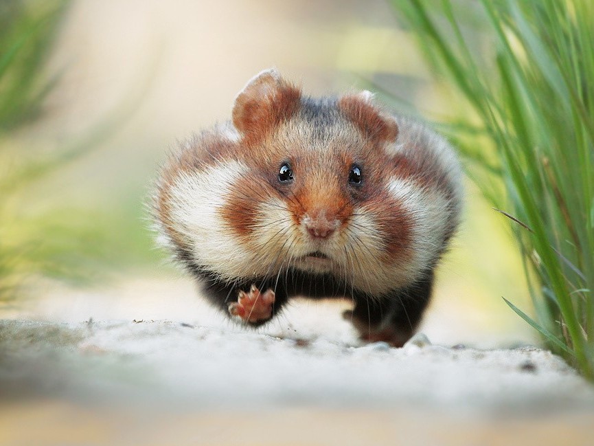 Photo d'un hamster sauvage par Julian Rad