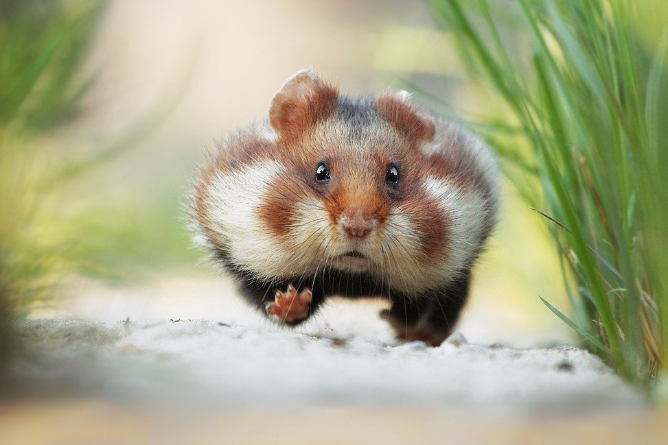 Photo d'un hamster sauvage par Julian Rad