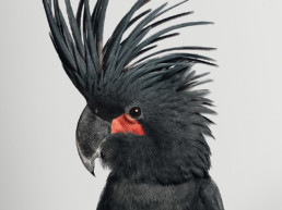 des oiseaux