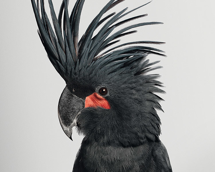 des oiseaux