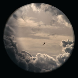 des oiseaux