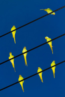 des oiseaux