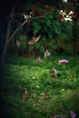 des oiseaux