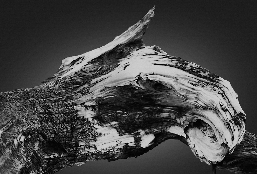 Portraits d'animaux en bois en noir et blanc par Jonatan Maldonado