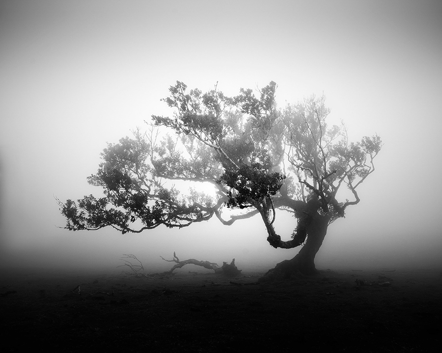 Les arbres millénaires de Madère en noir et blanc par Michael Schlegel