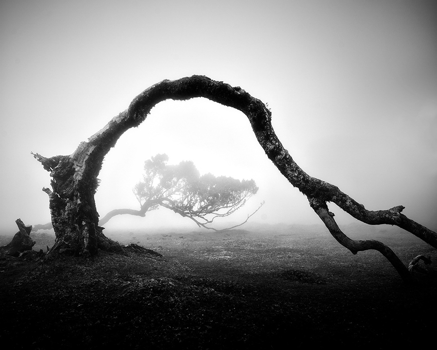 Les arbres millénaires de Madère en noir et blanc par Michael Schlegel