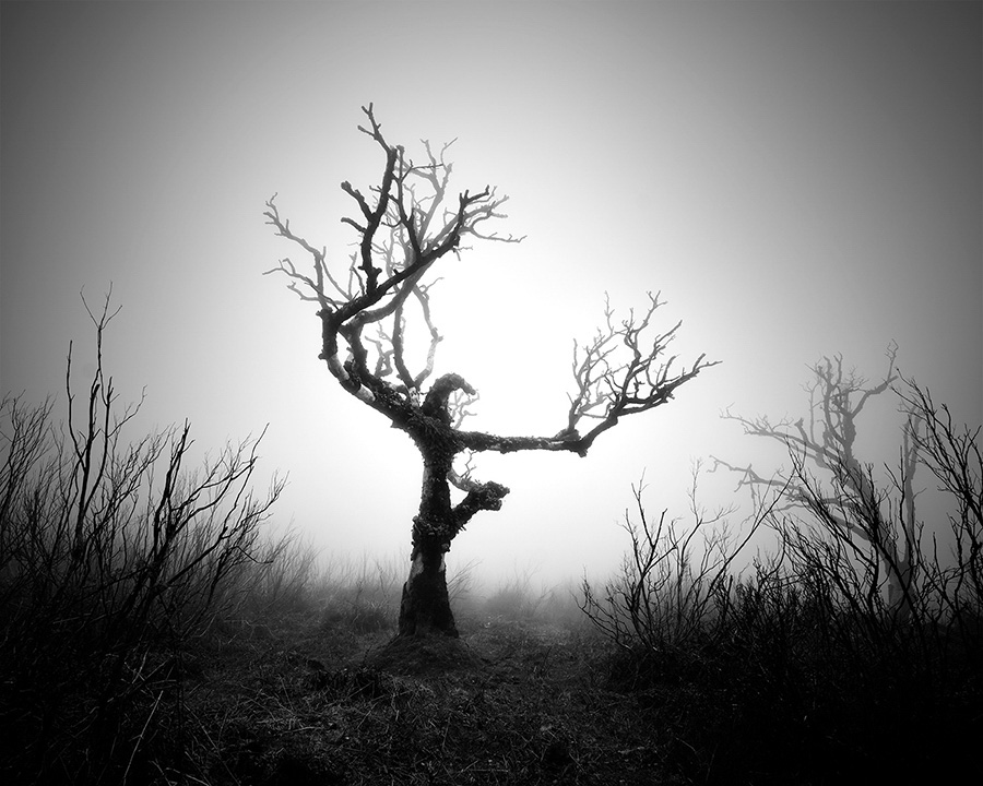 Les arbres millénaires de Madère en noir et blanc par Michael Schlegel